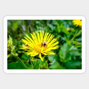 Bee On Elecampane Flower 1 Sticker
